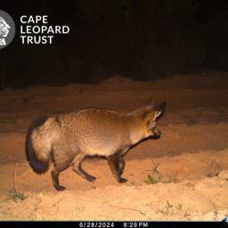 Bat-eared fox
